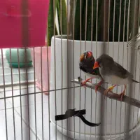 یک جفت فنج مولد با جوجه دوتا تخم و قفس