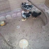 مرغ و خروس کوشین و گلین|حیوانات مزرعه|هشتگرد, شهرک راه آهن|دیوار