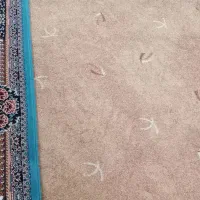 پالاز موکت  ۴۰متر