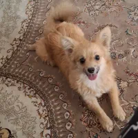 گمشده|حیوانات|نهاوند, |دیوار