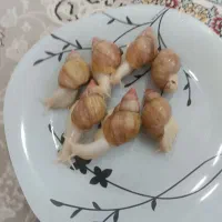 حلزون|خزنده|اصفهان, دارک|دیوار