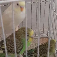 مرغ عشق رنگهای خاص|پرنده|بوشهر, |دیوار