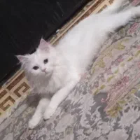 گربه پرشین سفید
