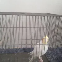 عروس هلندی|پرنده|رباطکریم, شهرک والفجر|دیوار