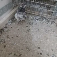 کفتر نوک قنار