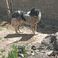 سگ قهدریجان اصل