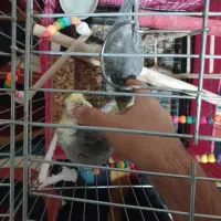 یه جفت عروس هلندی نر و ماده بسیار رام