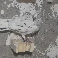 پلاکی|پرنده|آباده, |دیوار