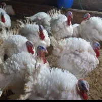 بوقلمون(ویژهه)به قیمت کشتارگاه دم سالن