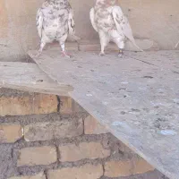 کبوترببهونی|پرنده|شیراز, سلطان آباد|دیوار