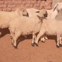 میش مغانی بره چاق فروشی|حیوانات مزرعه|بردسیر, |دیوار