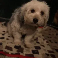 فروشی شیتزو