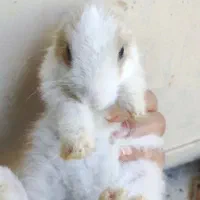 بچه خرگوش ها|موش و خرگوش|برازجان, |دیوار