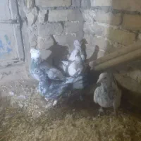 کفتر پرشی ۵ تا نر