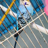 مرغ عشق نر خوش رنگ بالغ و مست مست شرطی