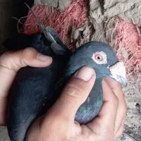 کبوتر زاغ گم شده