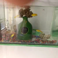 ماهی اوراتوس 12 عدد