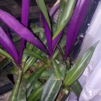 6تا عددگل|گل و گیاه طبیعی|آباده, |دیوار