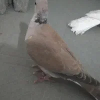 پرنده زینتی