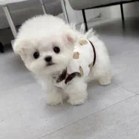 پودل مینی|سگ|یاسوج, |دیوار