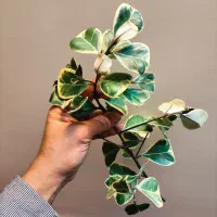 فروش جمعه سیاه با هدیه