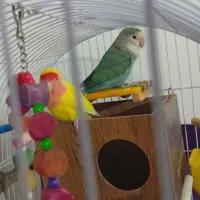 کوتوله بریزیلی|پرنده|مشهد, هنرور|دیوار