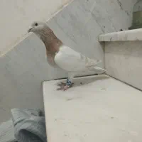 کفتر زرد سوری|پرنده|شیراز, تندگویان|دیوار