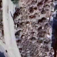 زمین