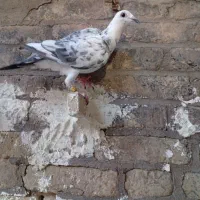 دوتاماده