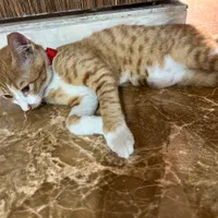 گربه خانگی|گربه|کاشان, عربها|دیوار