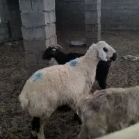 میش بره