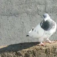 کبوتر فروشی