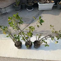 مرجان گل قرمز گلدان ده (قیمت هر سه گلدان)