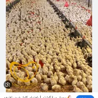 نیازمند کارگر مرغداری گوشتی