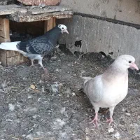 یک جفت جوجه طوقی اوچان