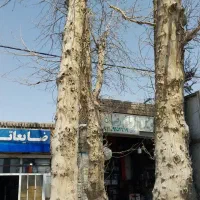 خرید درختان خشک چنار کاج