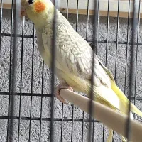 فروش عروس هلندی|پرنده|گیان, |دیوار