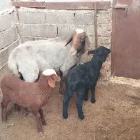 گوسفند تک قلو و دوقلو ماده داشتی آبستن بره ماده