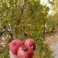 بلیط عرفان طهماسبی