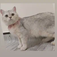بریتیش سیلورماده