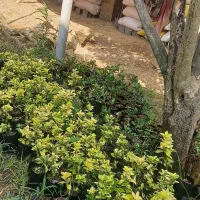 گل شمشاد طلایی و یاس