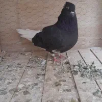 کبوتر