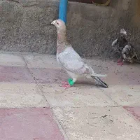 کبوتر
