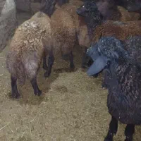 بره نر افشار 30عدد|حیوانات مزرعه|ماهنشان, |دیوار