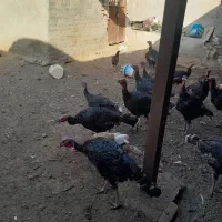 برنز انگلیسی بوقلمون|حیوانات مزرعه|تربت‌حیدریه, پائین ولایت|دیوار