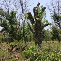 خرید انواع چوب