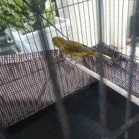 قناری نر بخون