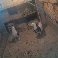 کبوتر رنگی|پرنده|مبارکه, |دیوار