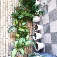 گل پتوس ، دیفن گندمی و ...|گل و گیاه طبیعی|اندیمشک, |دیوار