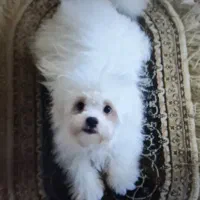 واگذاری سگ میکس پودل مالتیز